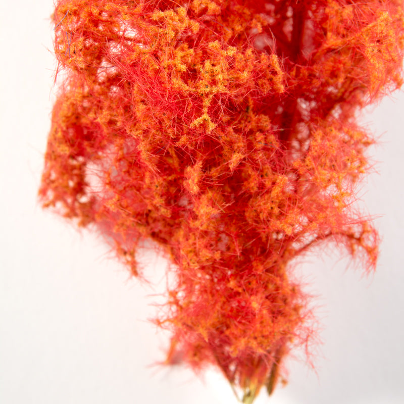 RED-ORANGE – FANTASY BUSHES