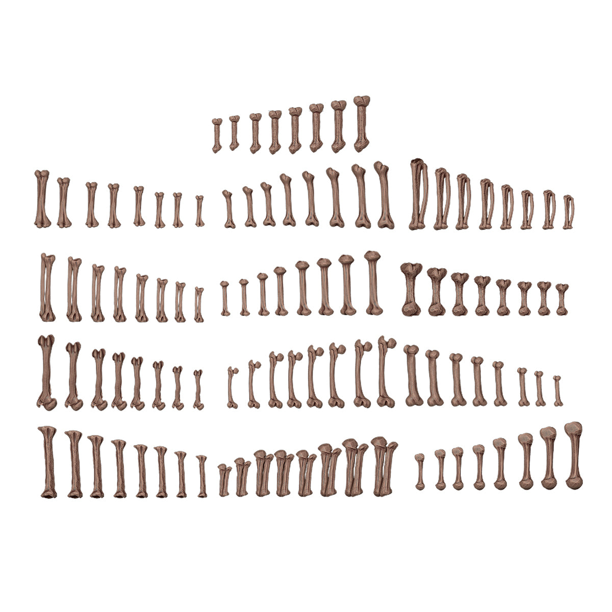 HUMAN BONES – AK BASING BITS
