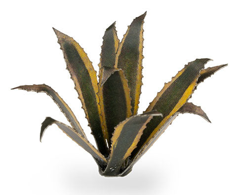 Laser Plants - Agave