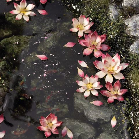 Preorder - Laser Plants - Lotus Flower