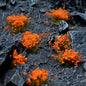 Orange Flowers Tufts