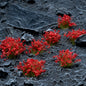 Red Flowers Tufts